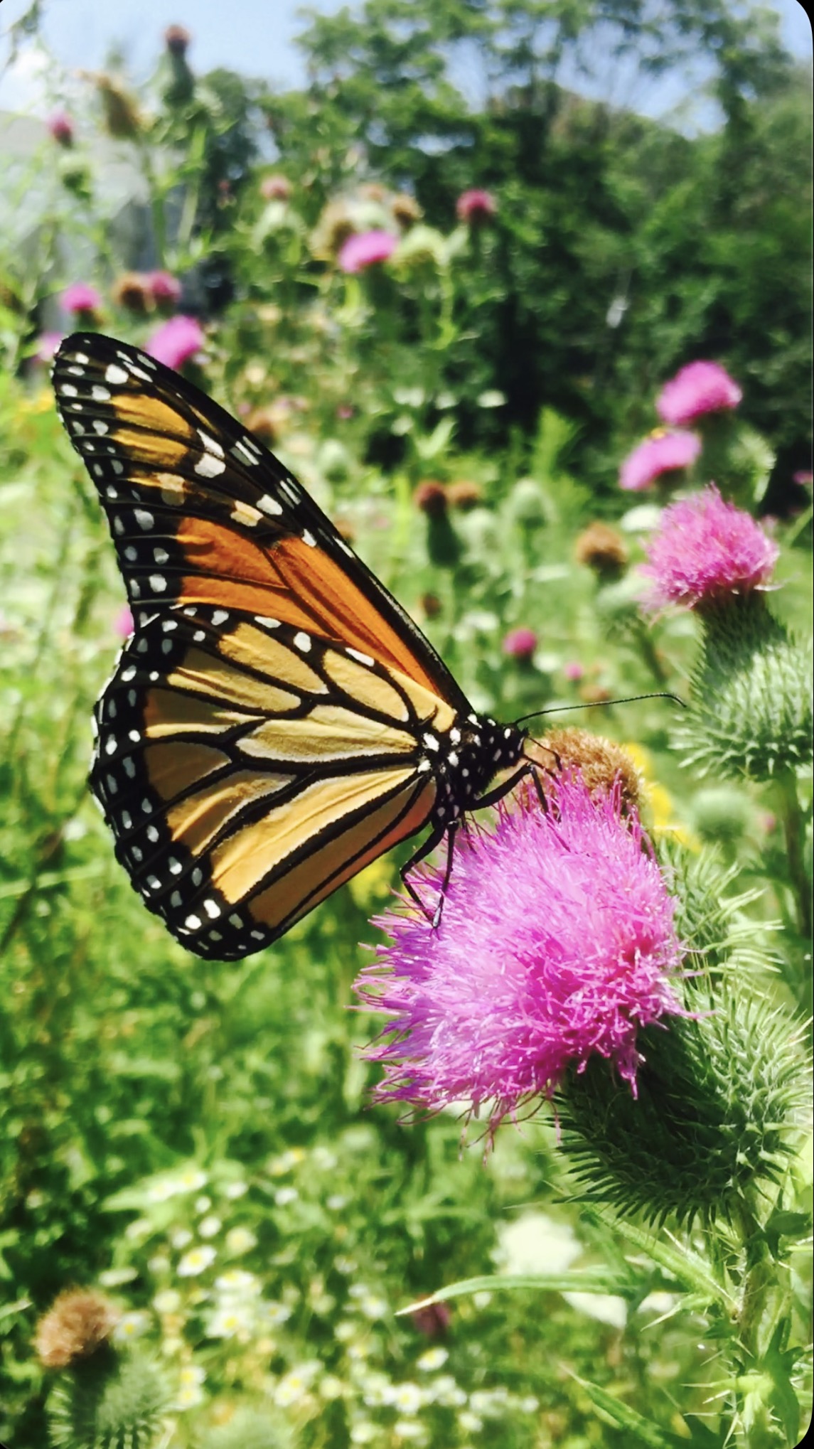 Monarch butterfly resting on pink flowers