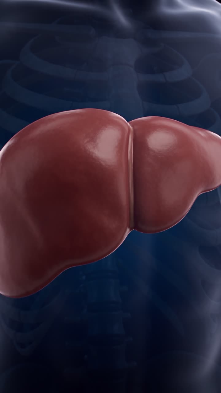 A 3-D view of a healthy liver beneath the rib cage